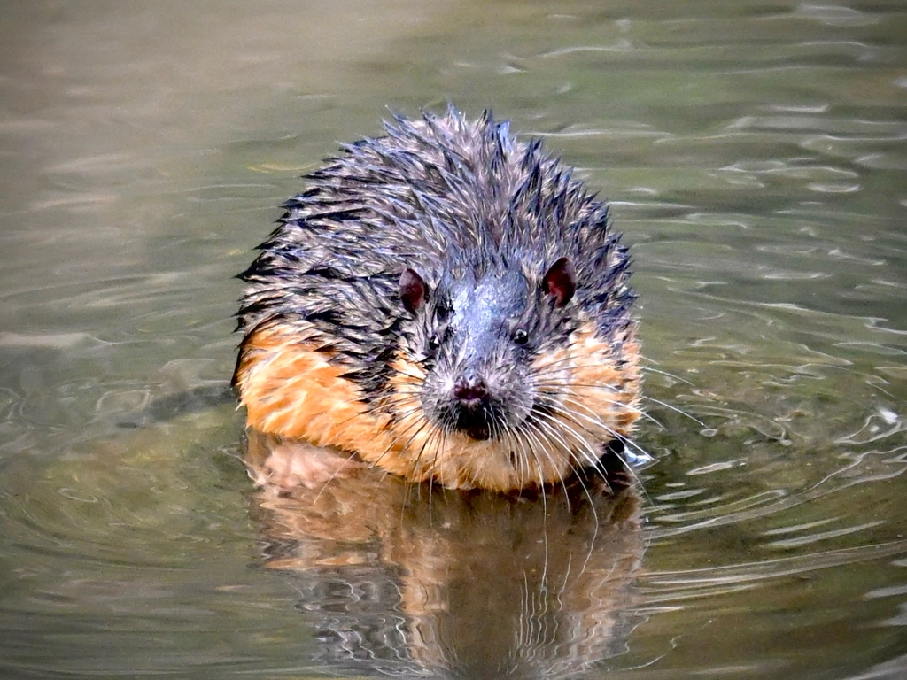 A large rakali with wet fur standing in a shallow riverbed