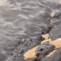 A rakali scampers along waterside rocks and dives into a hole between the rocks