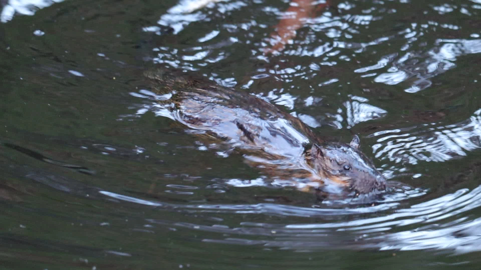 A rakali swimming in the water with its ears poking up