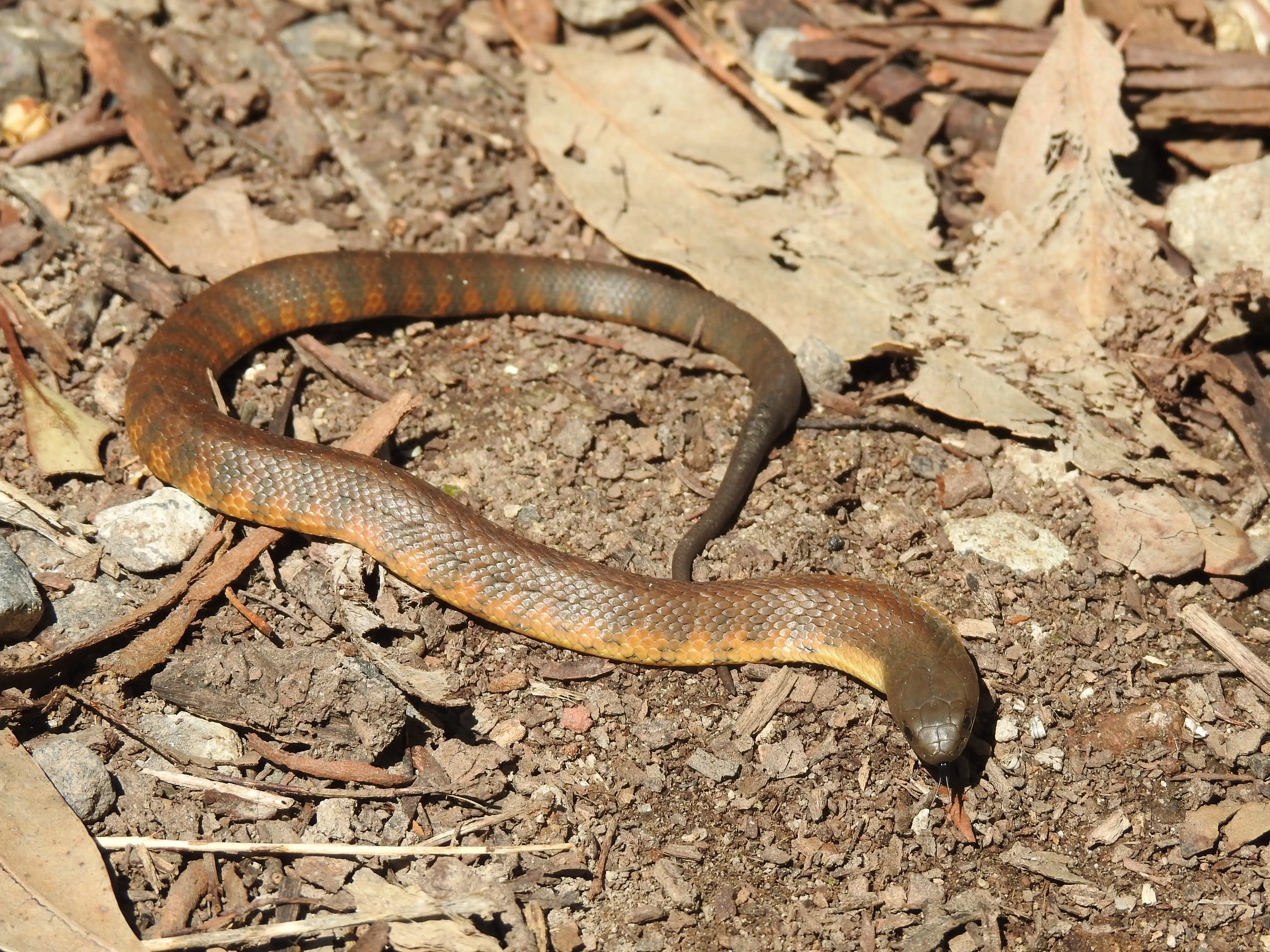 A juvenile tiger snake among leaves