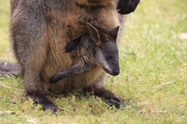 The wallaby that's permanently pregnant thumbnail image