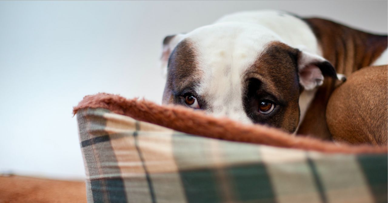 Dealing with separation anxiety in dogs thumbnail image