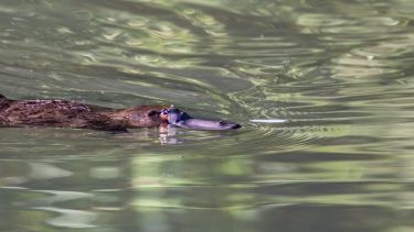 On the DNA trail of the platypus thumbnail image