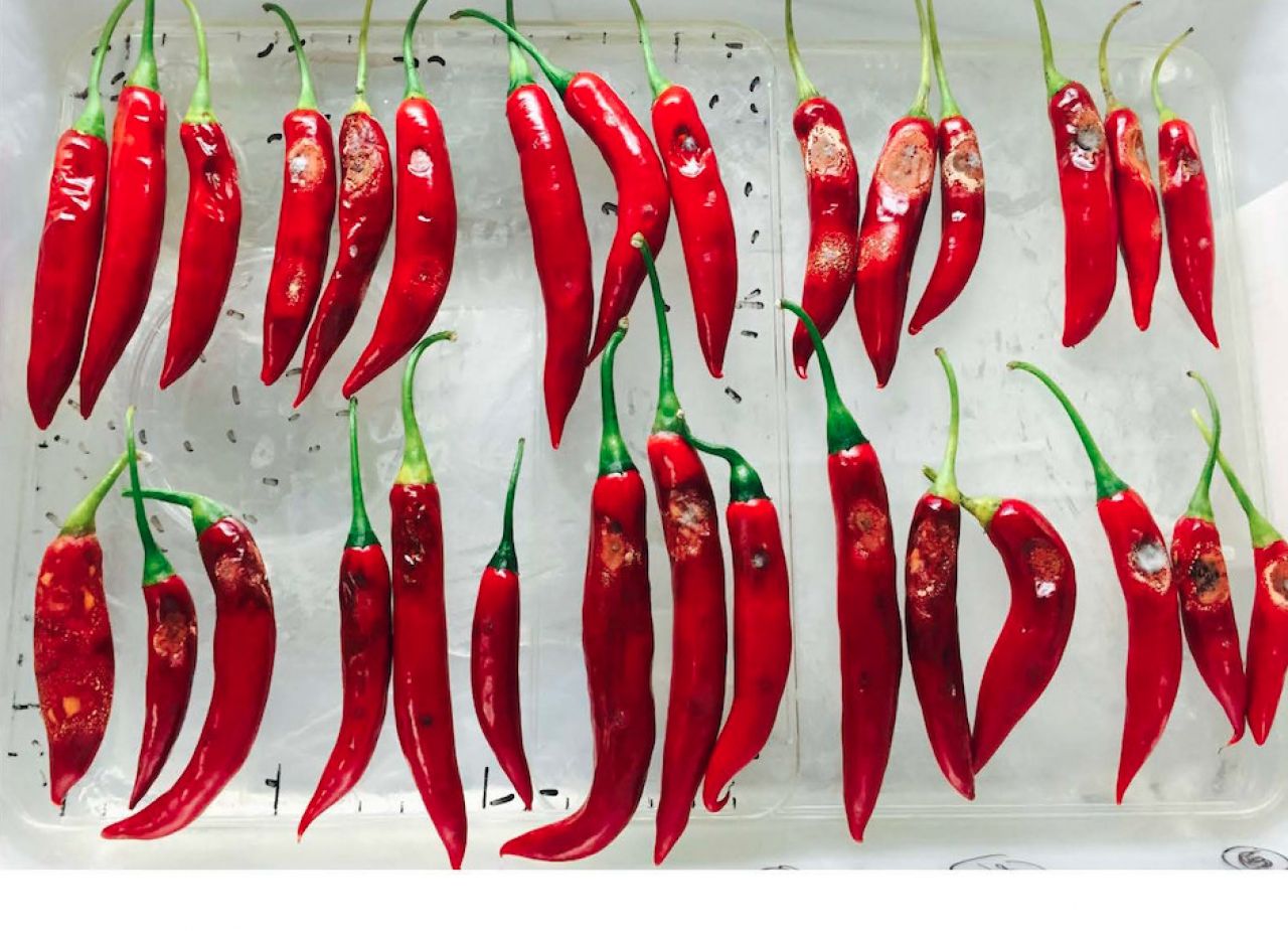 The black spot on Australia’s chilli industry thumbnail image