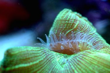 Helping corals survive a rapidly changing world thumbnail image