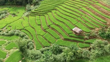 Rice field.