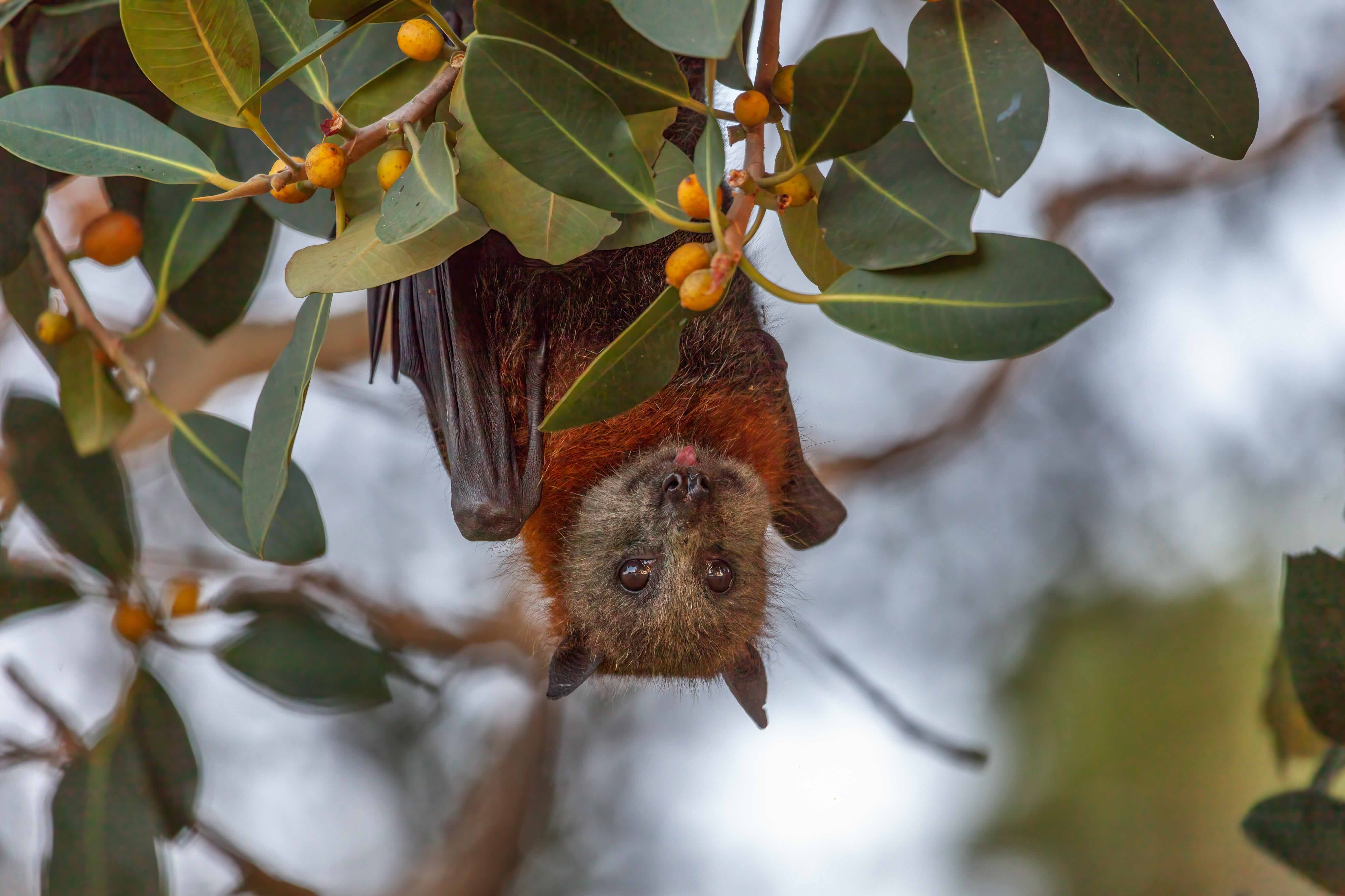 A flying fox hanging in a tree