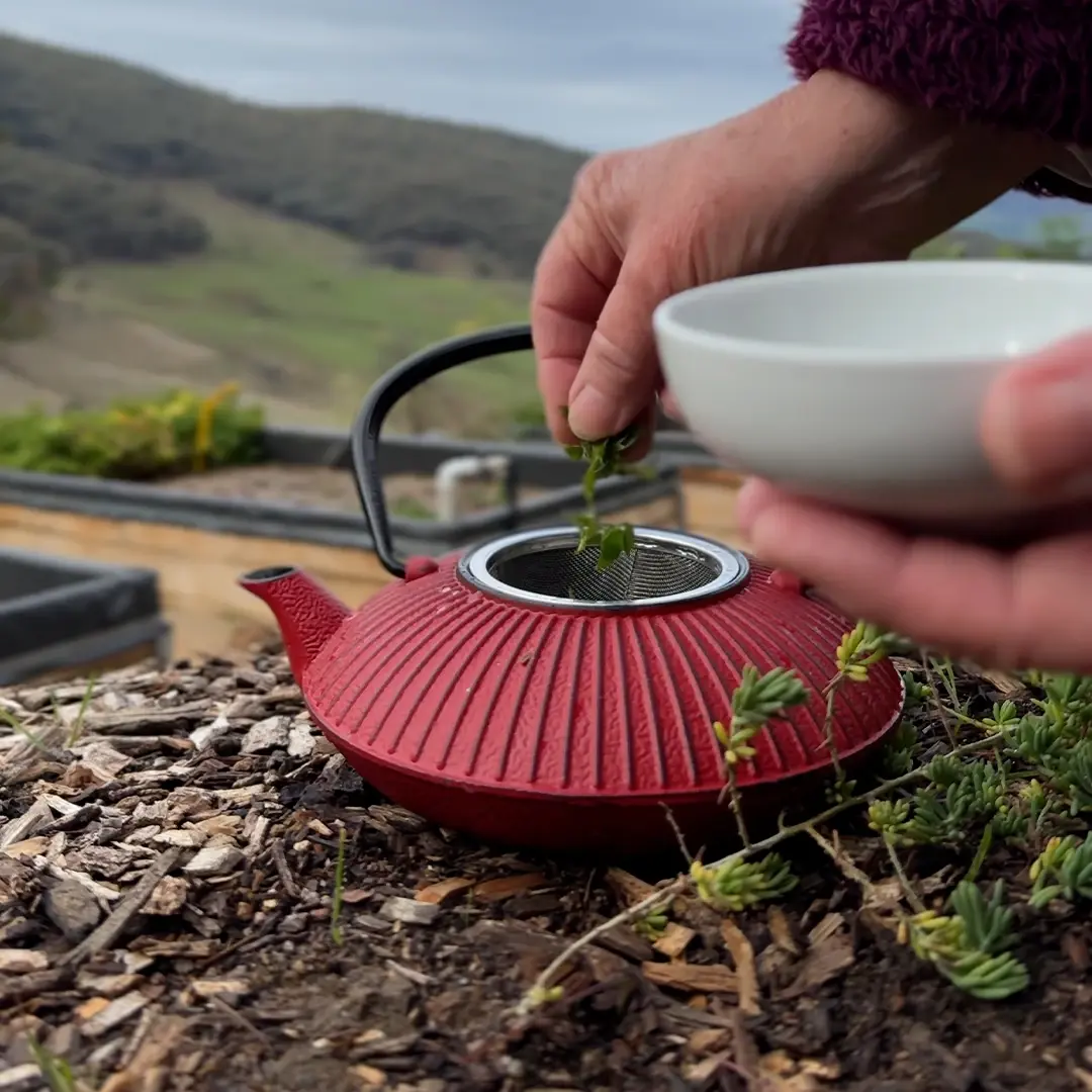 A hand puts herbs into a red tea pot