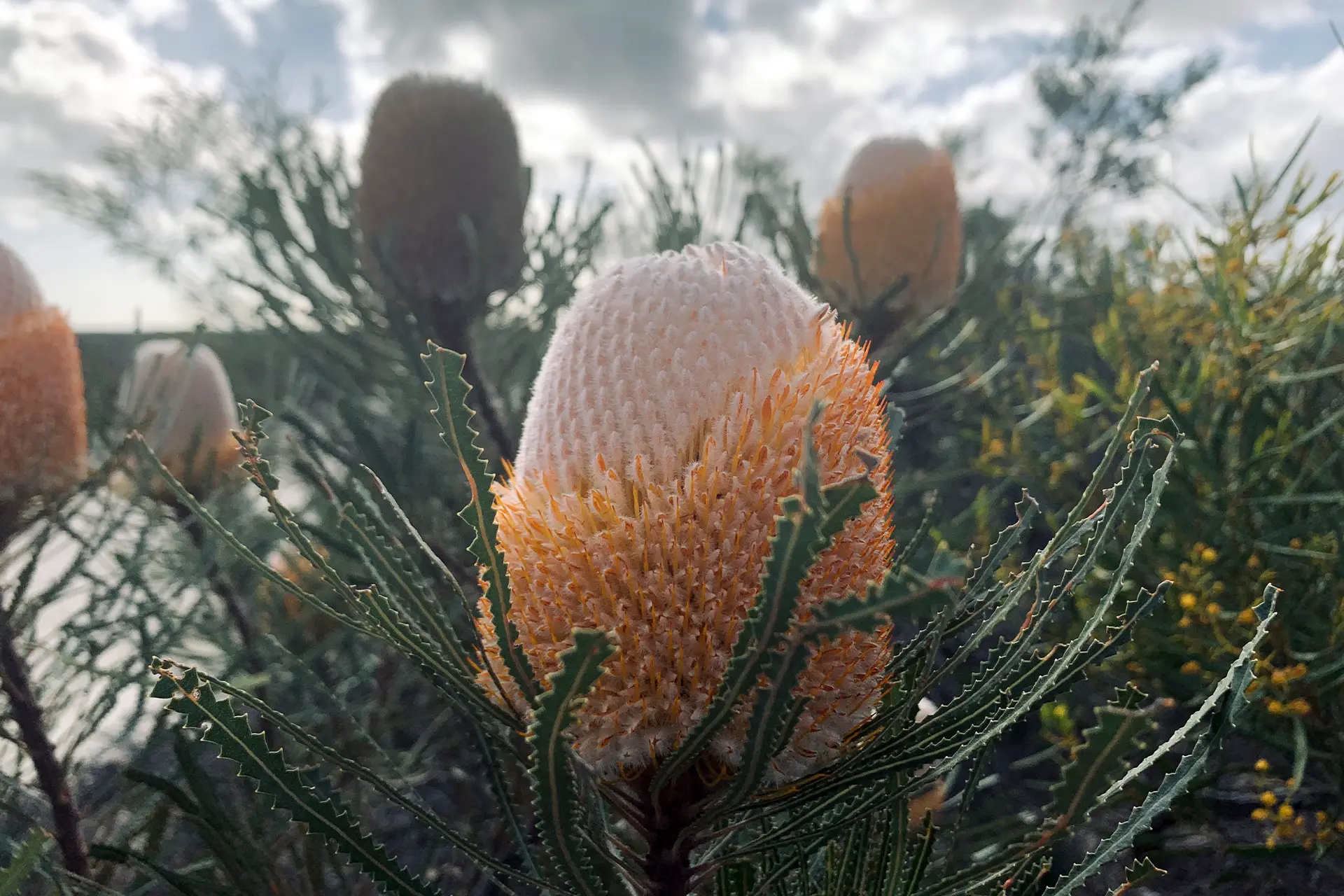 Hooker's banksia in the wild