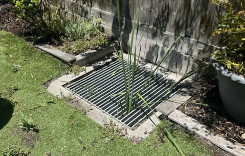 Drain in backyard