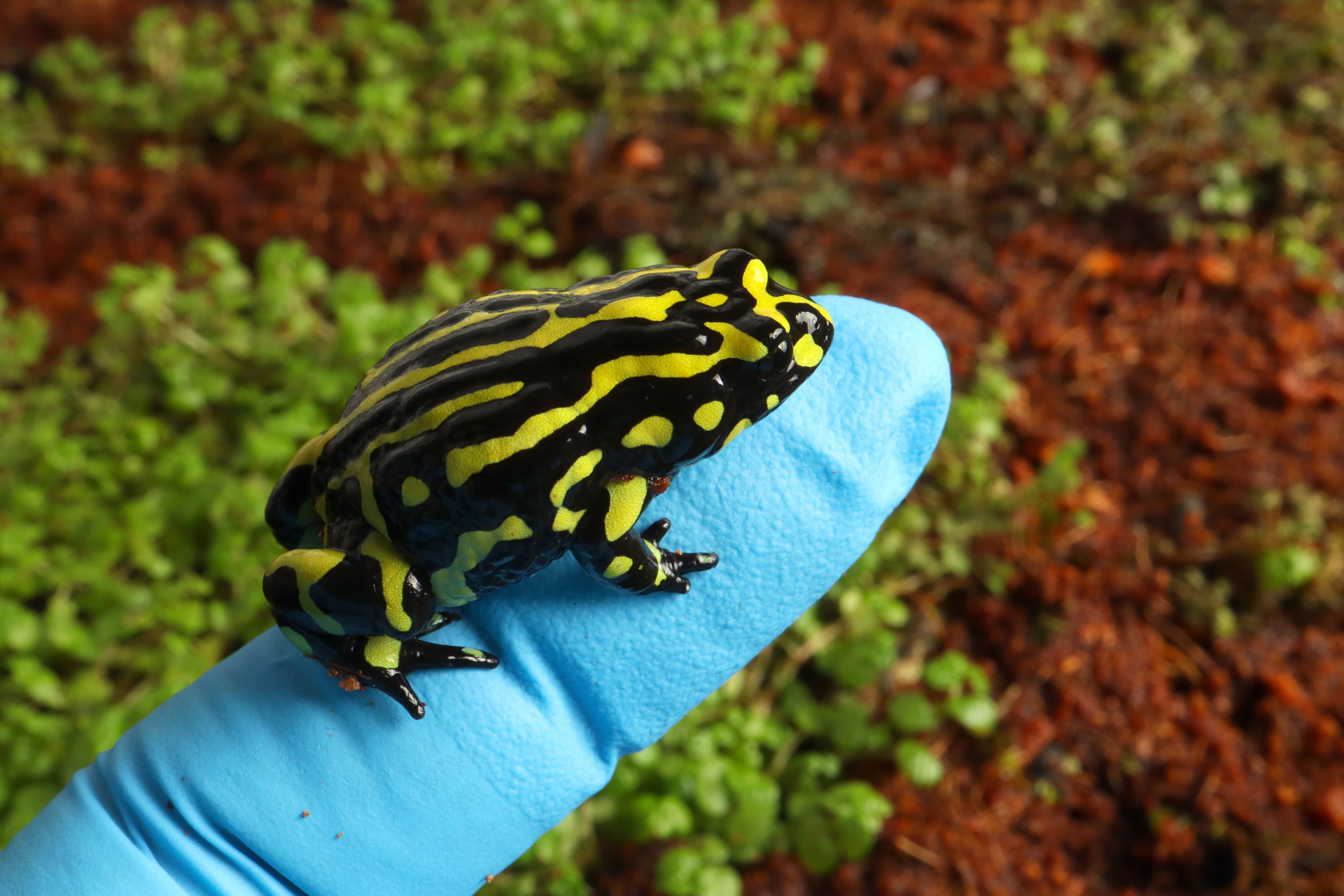 Corroboree frog on gloved finger