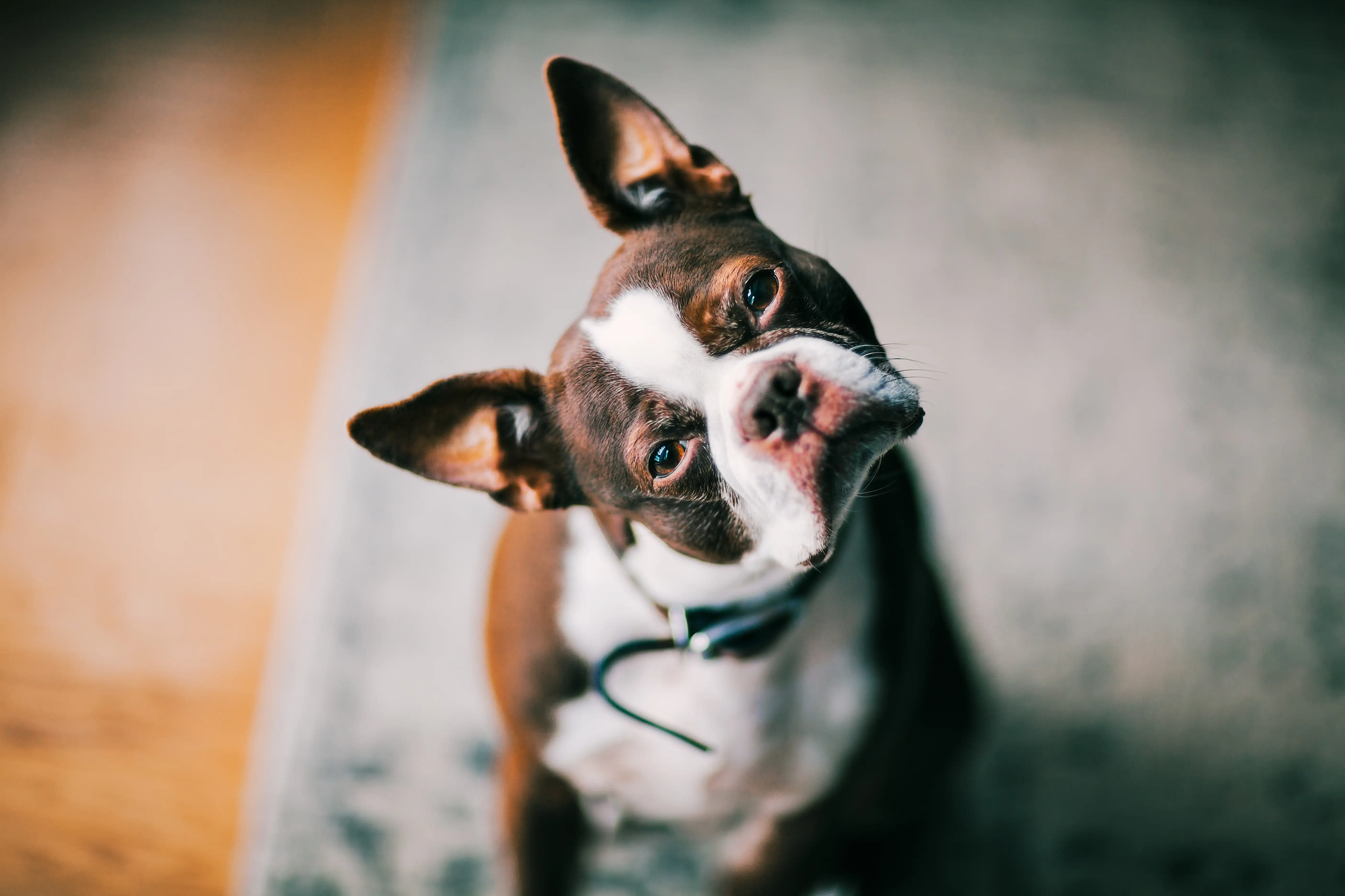 Portrait of a Boston Terrier with his head cocked