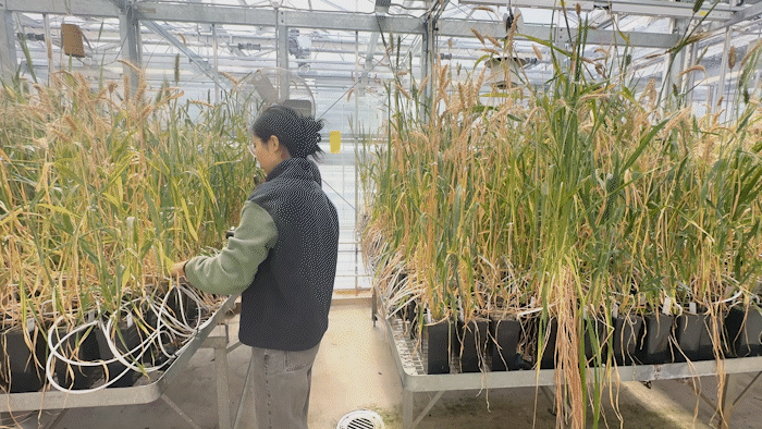 Two people checking plants in a greenhouse