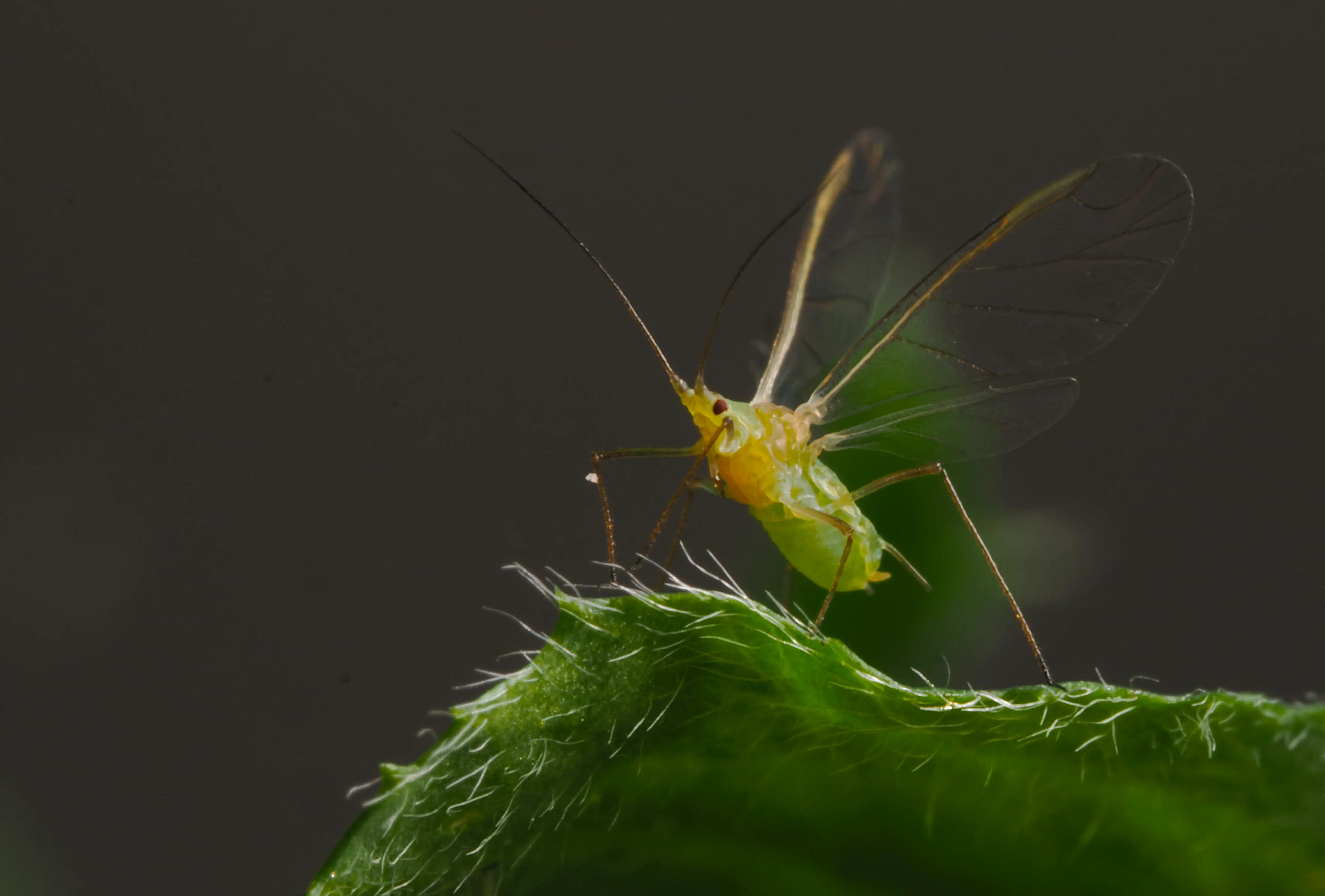 A winged bluegreen aphid about to take flight.