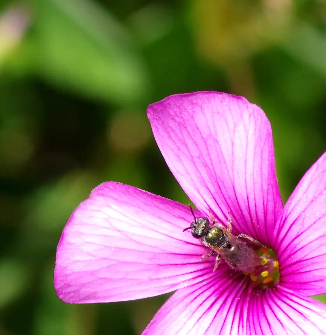 The emerald  sweat bee (Lasioglossum urbanum). Picture: Flickr/Luis Mata