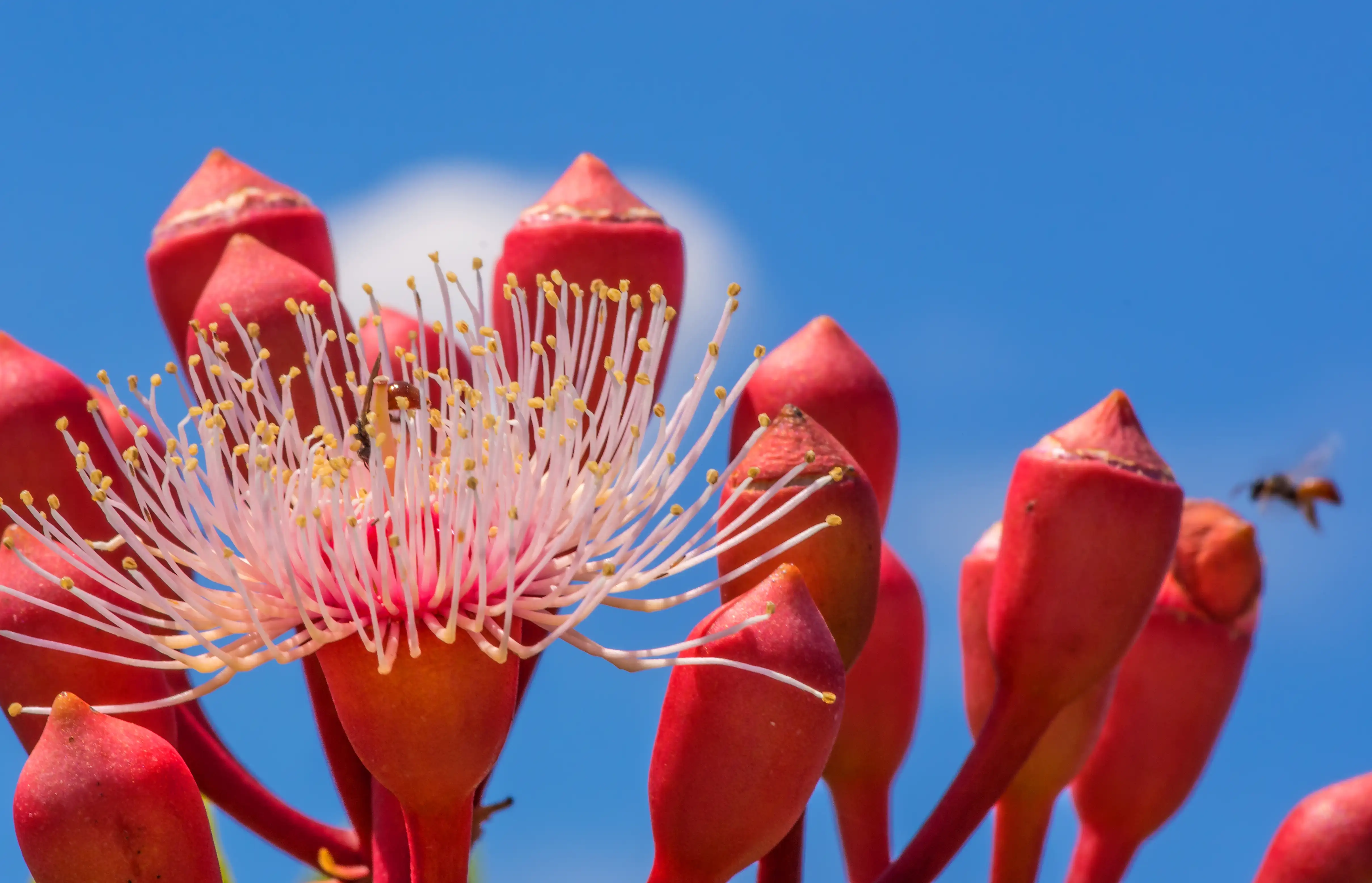 Bees buzzing around an Australian native flower