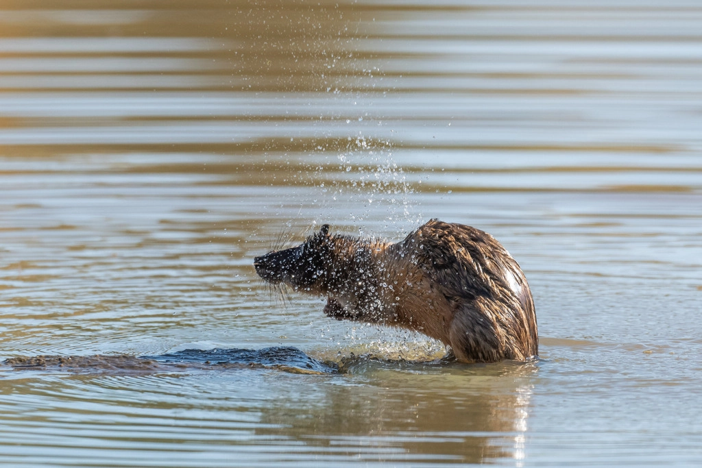 A rakali shakes off water from its wet fur
