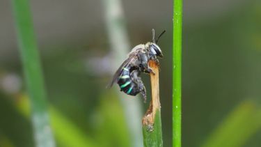 A blue banded bee on the edge of a twig