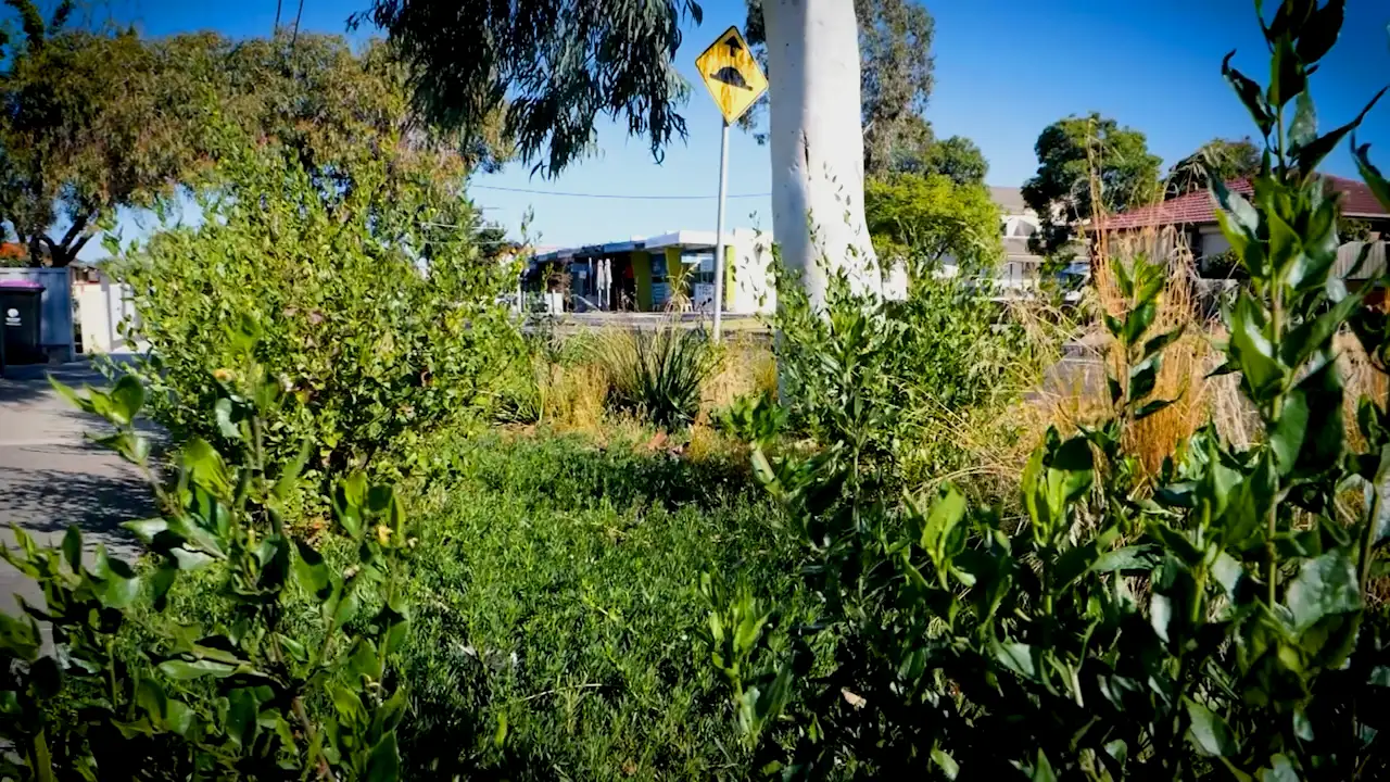 A still of a nature strip on a street