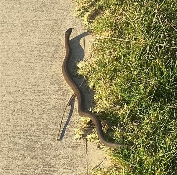 A tiger snake slithering across a walking path