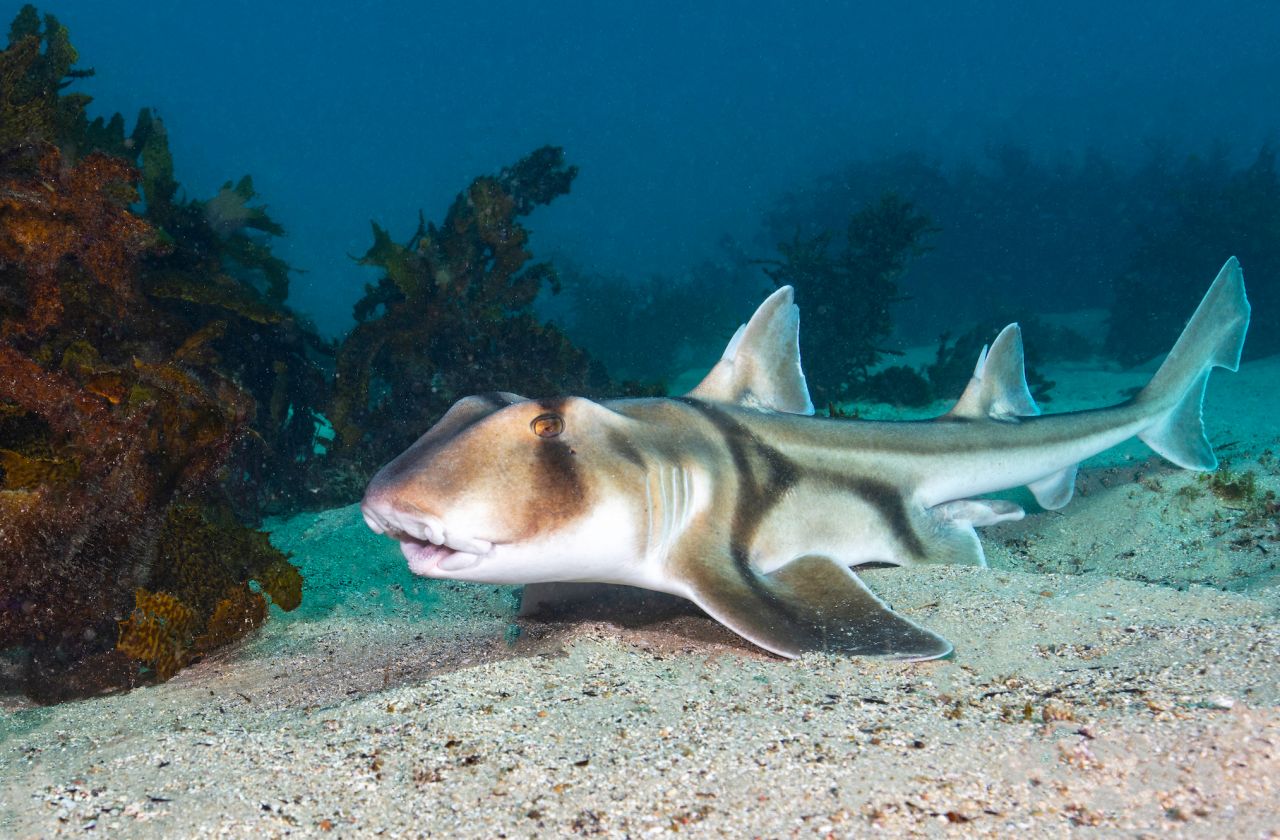 Man bites shark: How dangerous are humans to sharks? thumbnail image