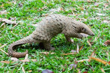 Don’t blame the pangolin (or any other animal) for COVID-19 thumbnail image