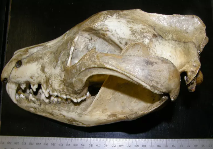 A thylacine skull resting on its side