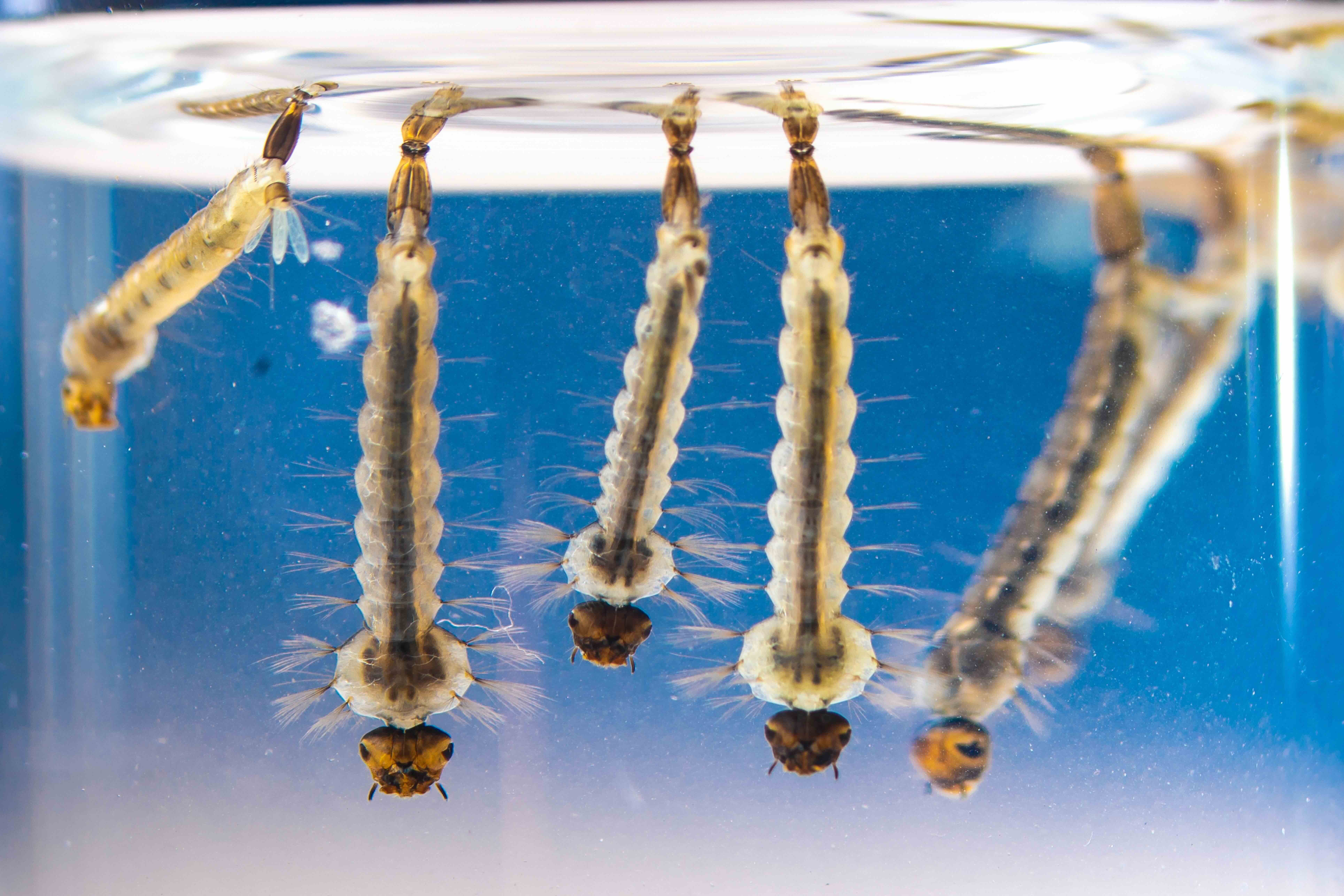 Asian tiger mosquito larvae alive in water 