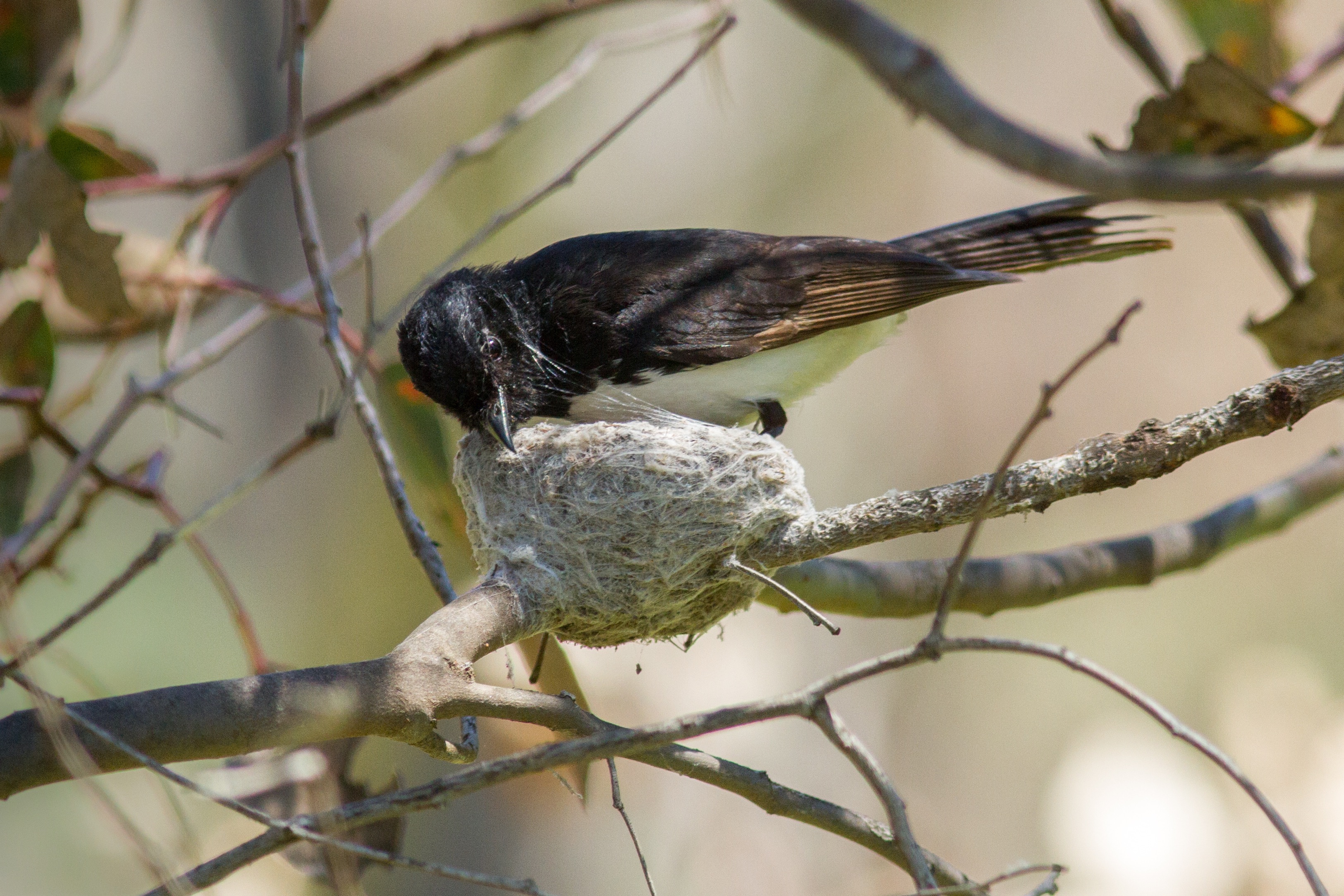 Willy wagtail