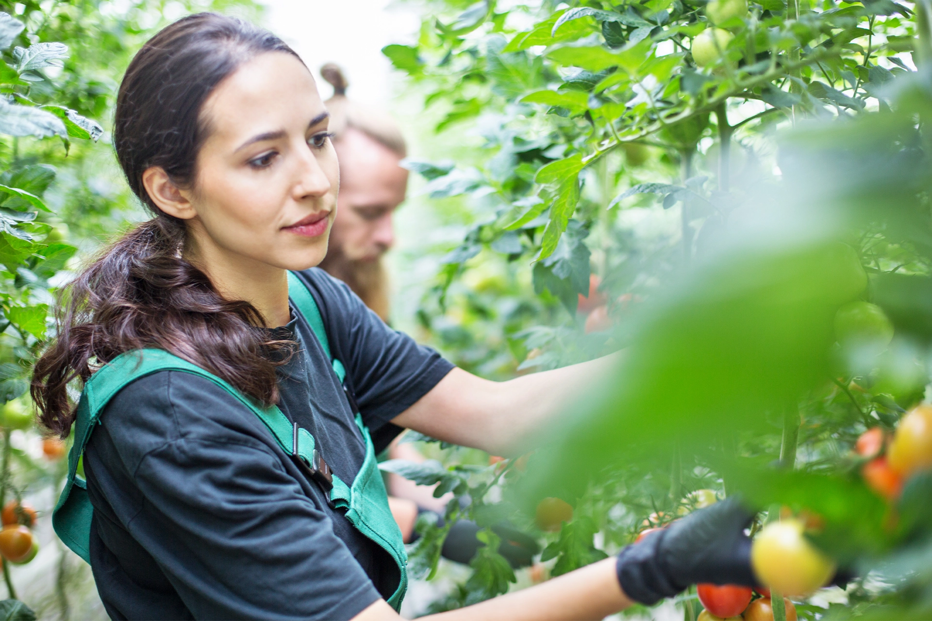 A woman picking tomatoes