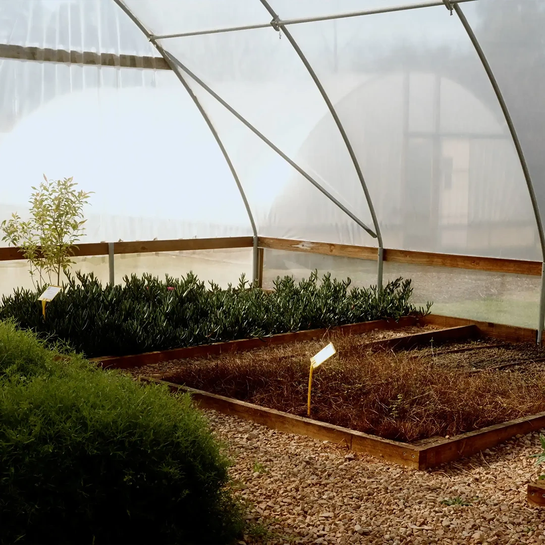 Ground level planter boxes in a greenhouse