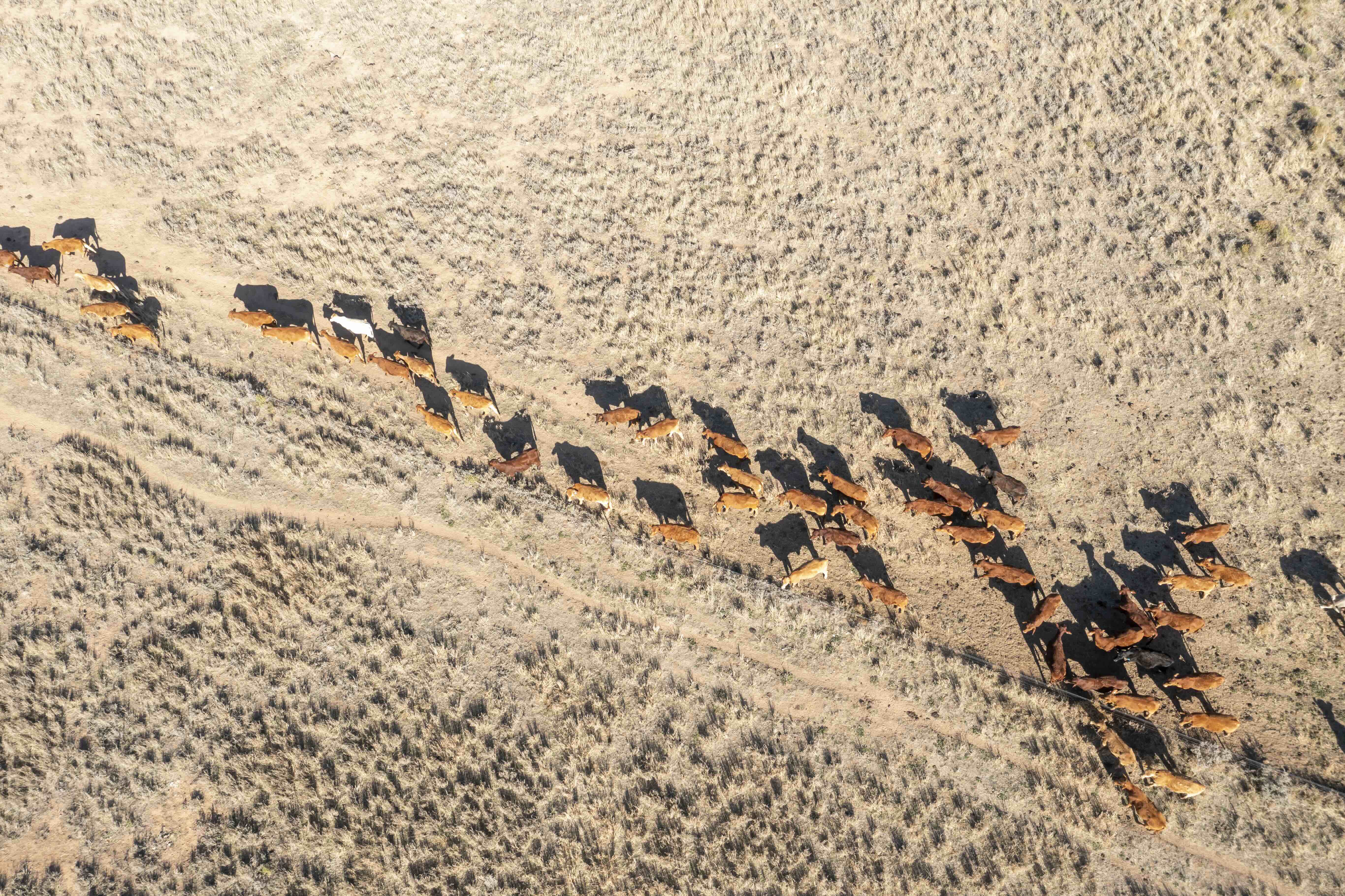 Herd of cattle pictured from above