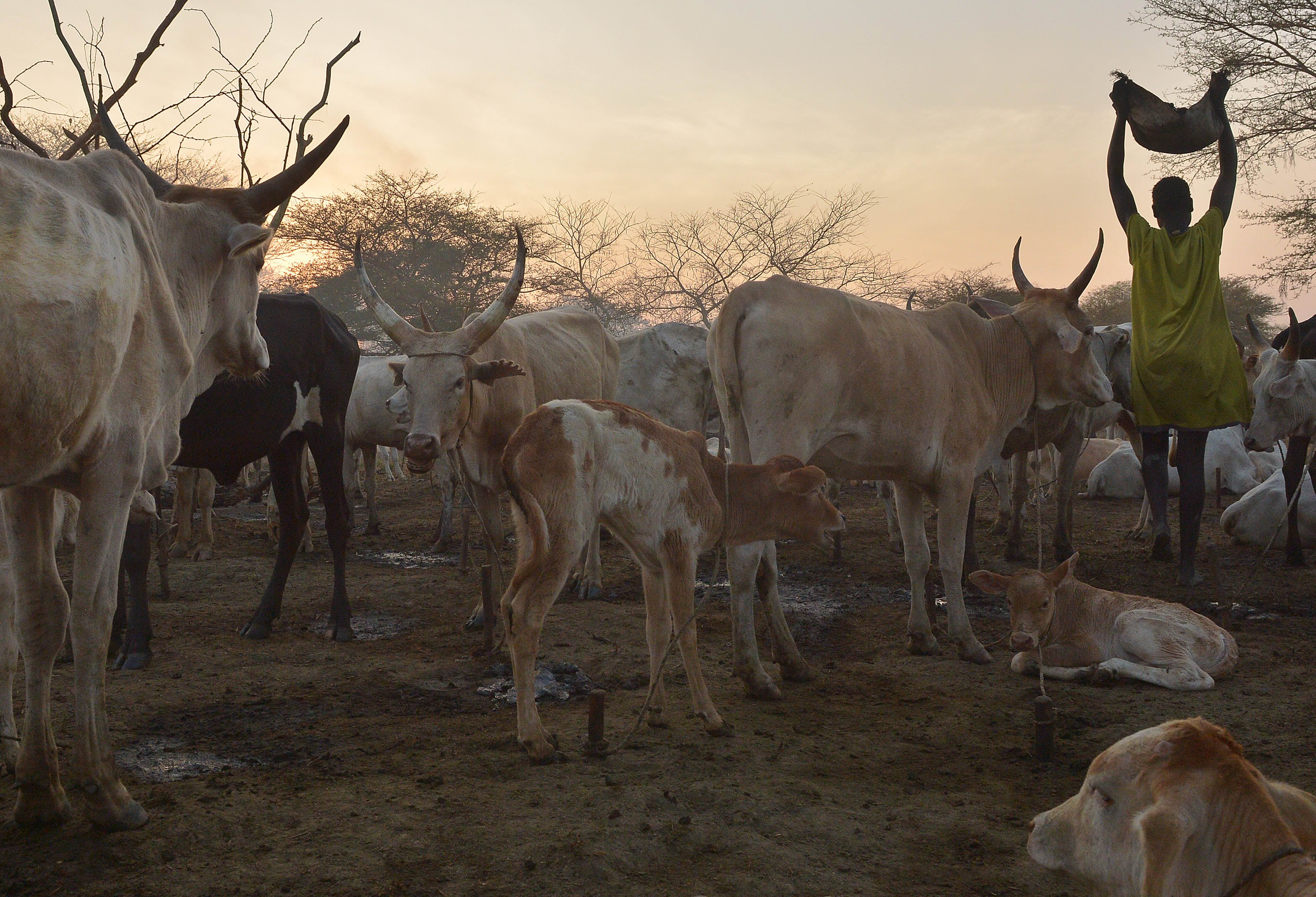 South Sudan Dinka tribe girl and cattle