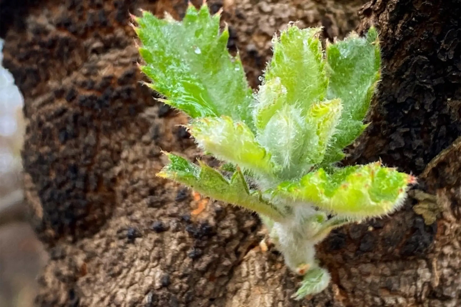 Banksia serrata new growth from burnt limb