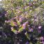 Emu bush plant with purple flowers
