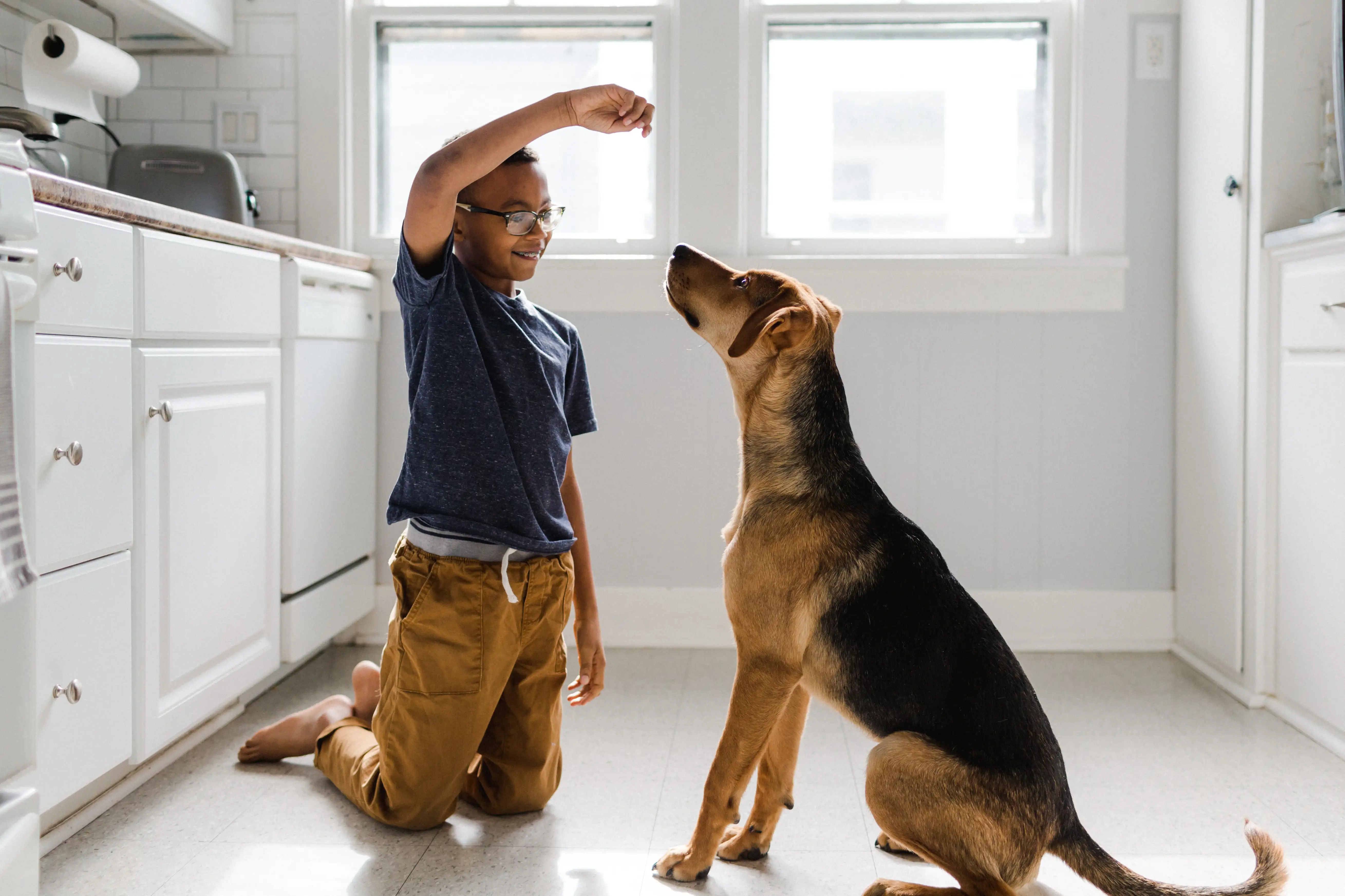 A young boy working with his dog on training with a treat in a brightly lit kitchen