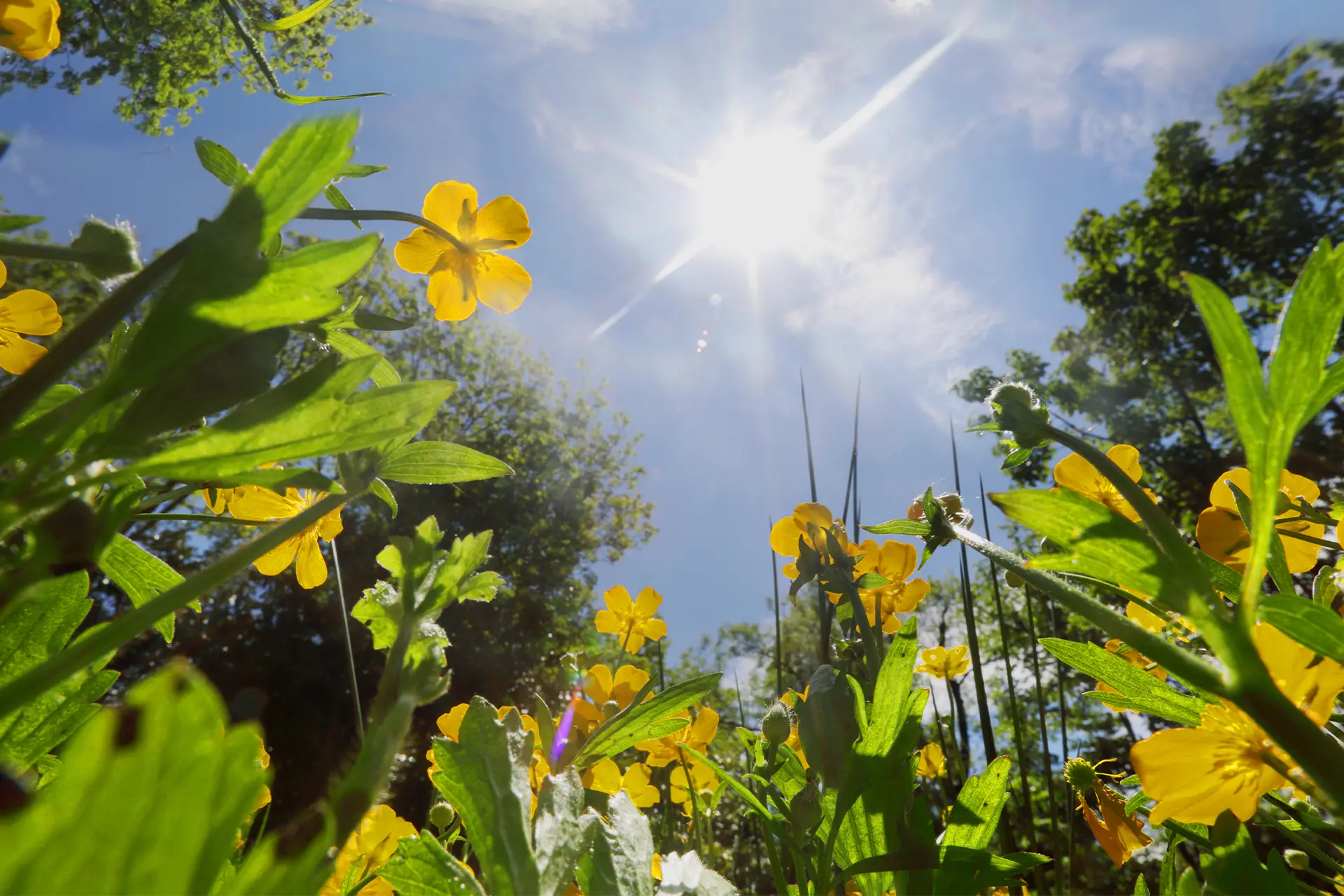 Flowers in a sunny field