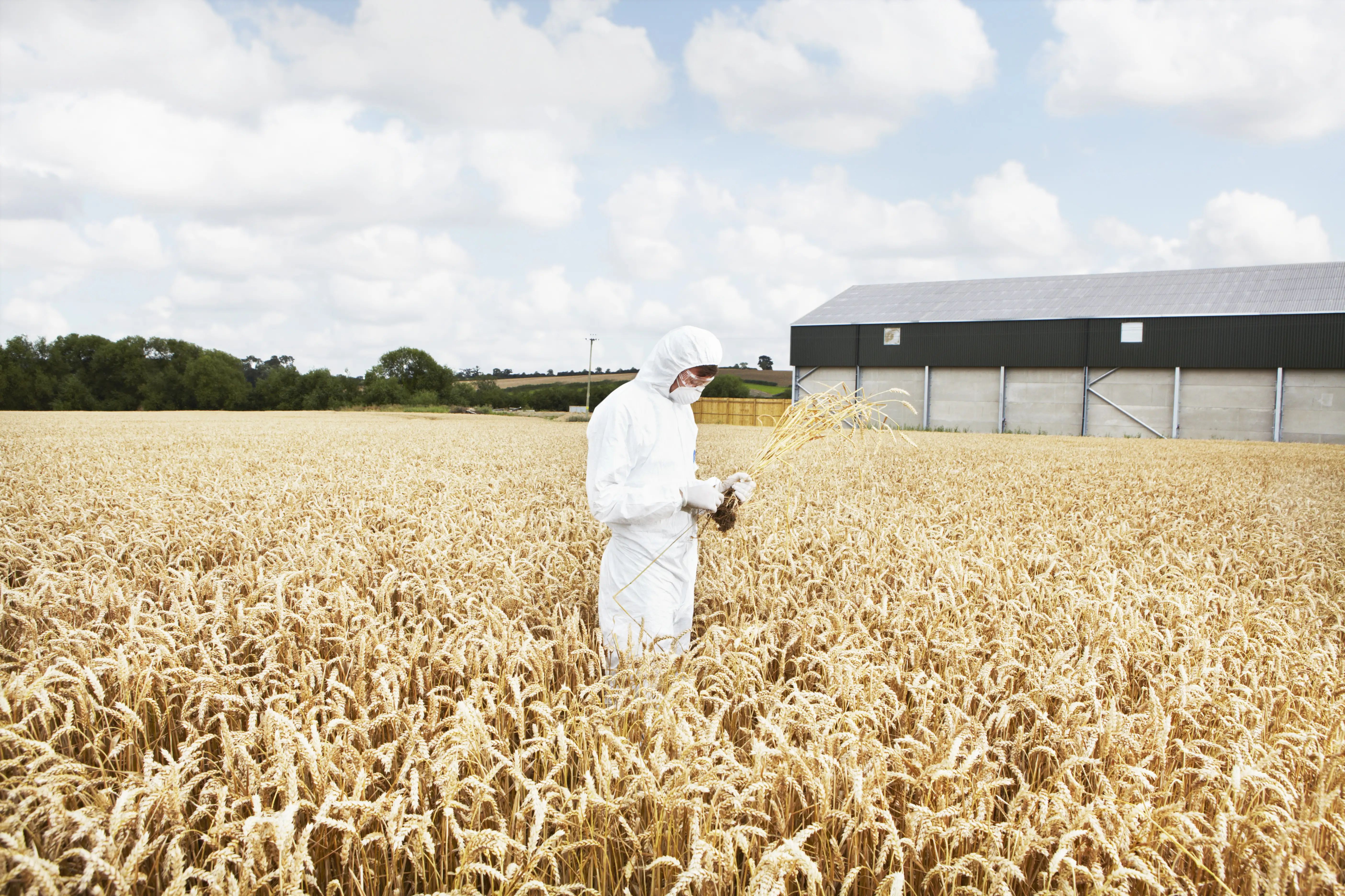 A scientist examining grains in crop field.