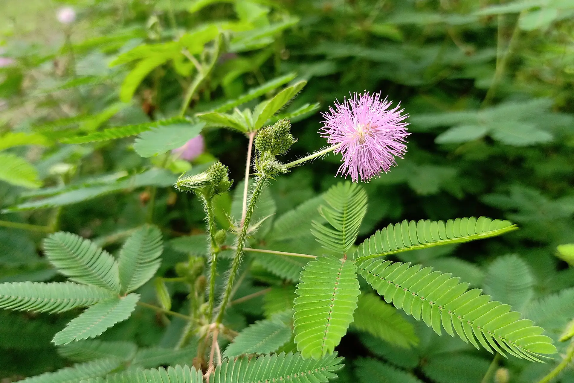 A feathery leafed plant with puffy pink flowers