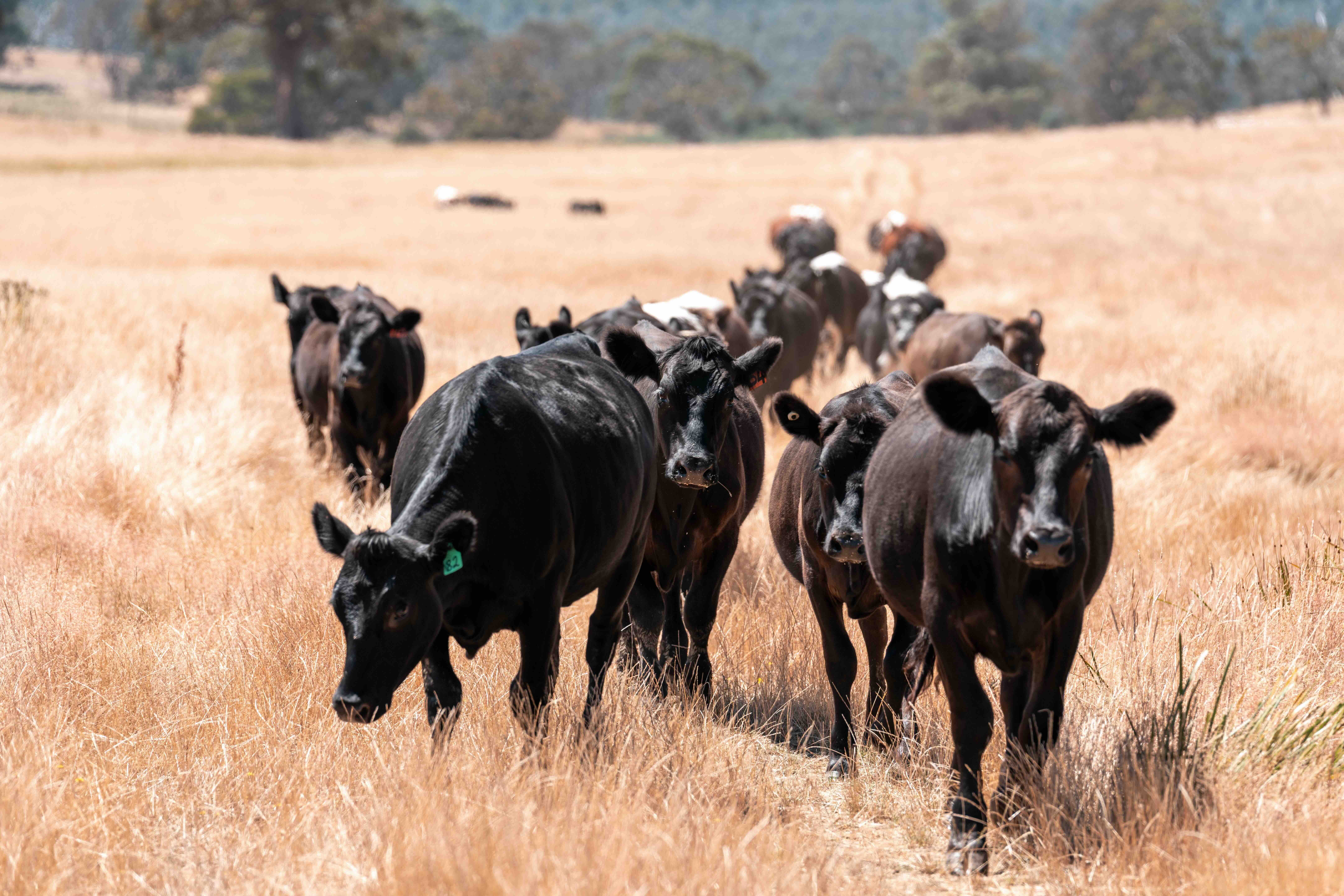 Cows on Australian farm