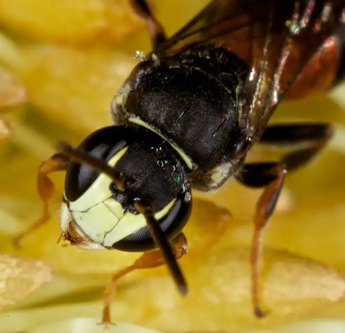 The masked bee (Hylaeus littleri). Picture: iNaturalist/Kristi Ellingsen