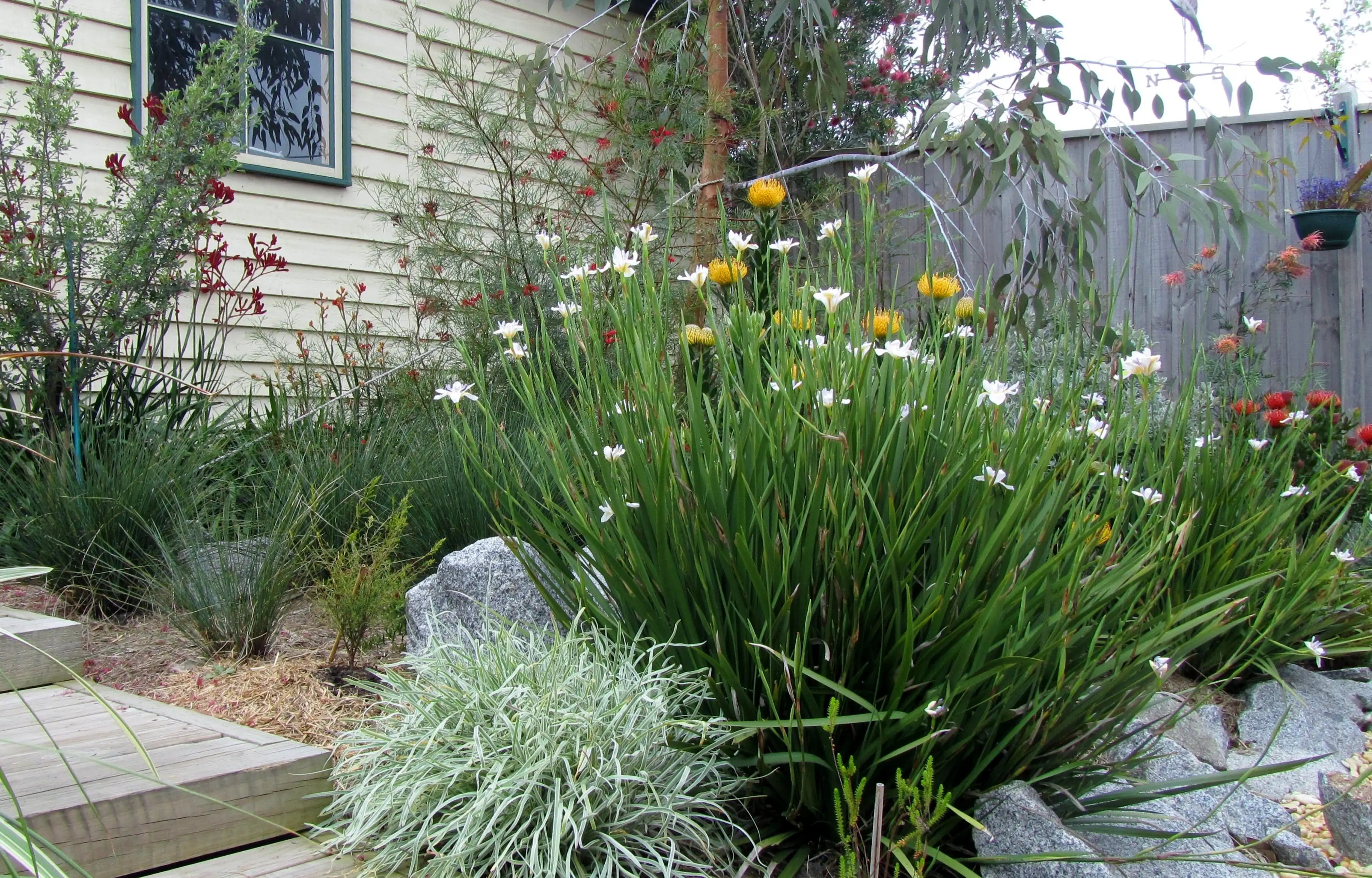 A small Australian native garden outside a house