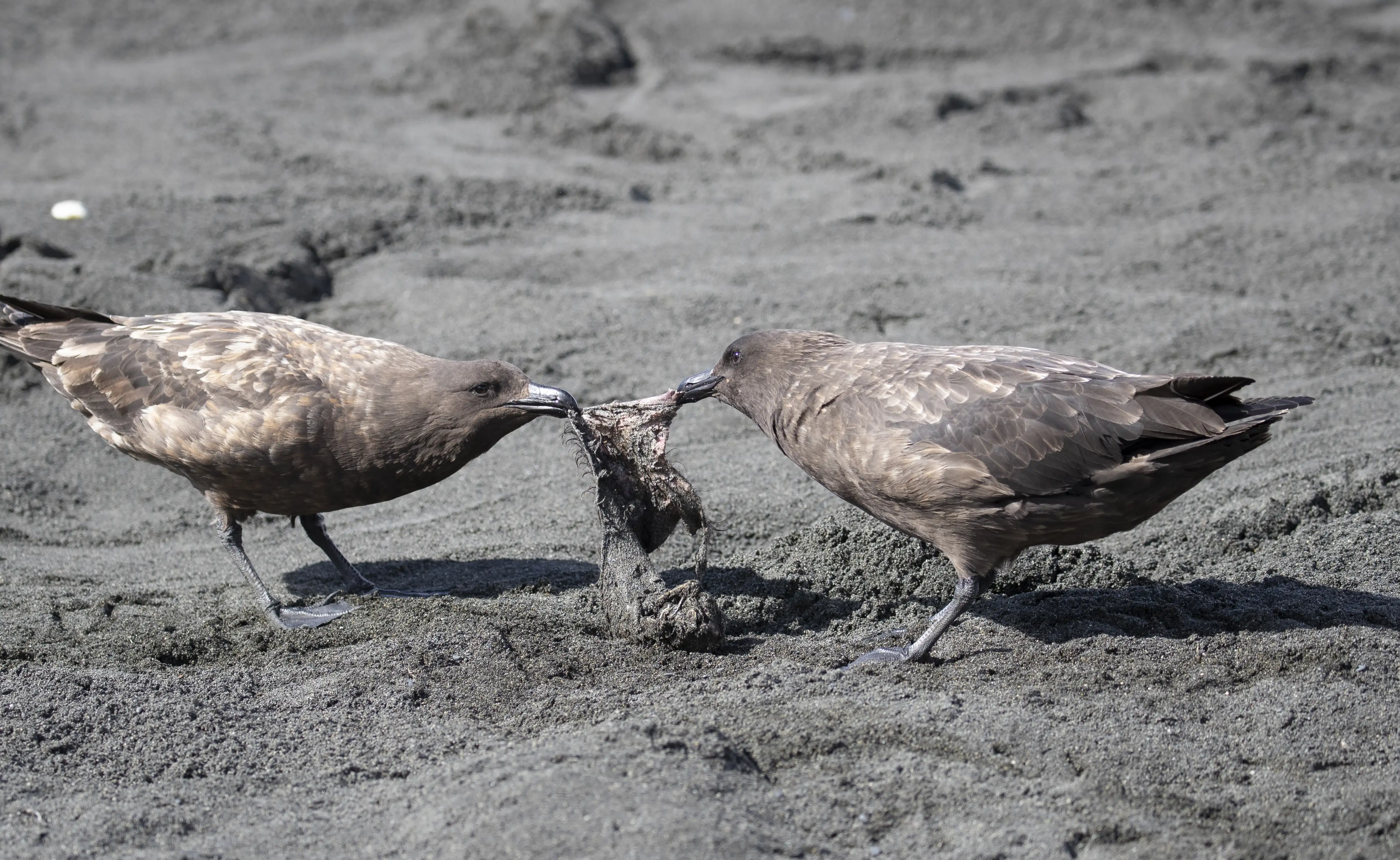 Brown skuas fighting over carrion