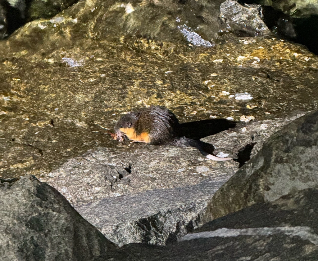 A rakali eats something it has caught on a flat, riverside rock