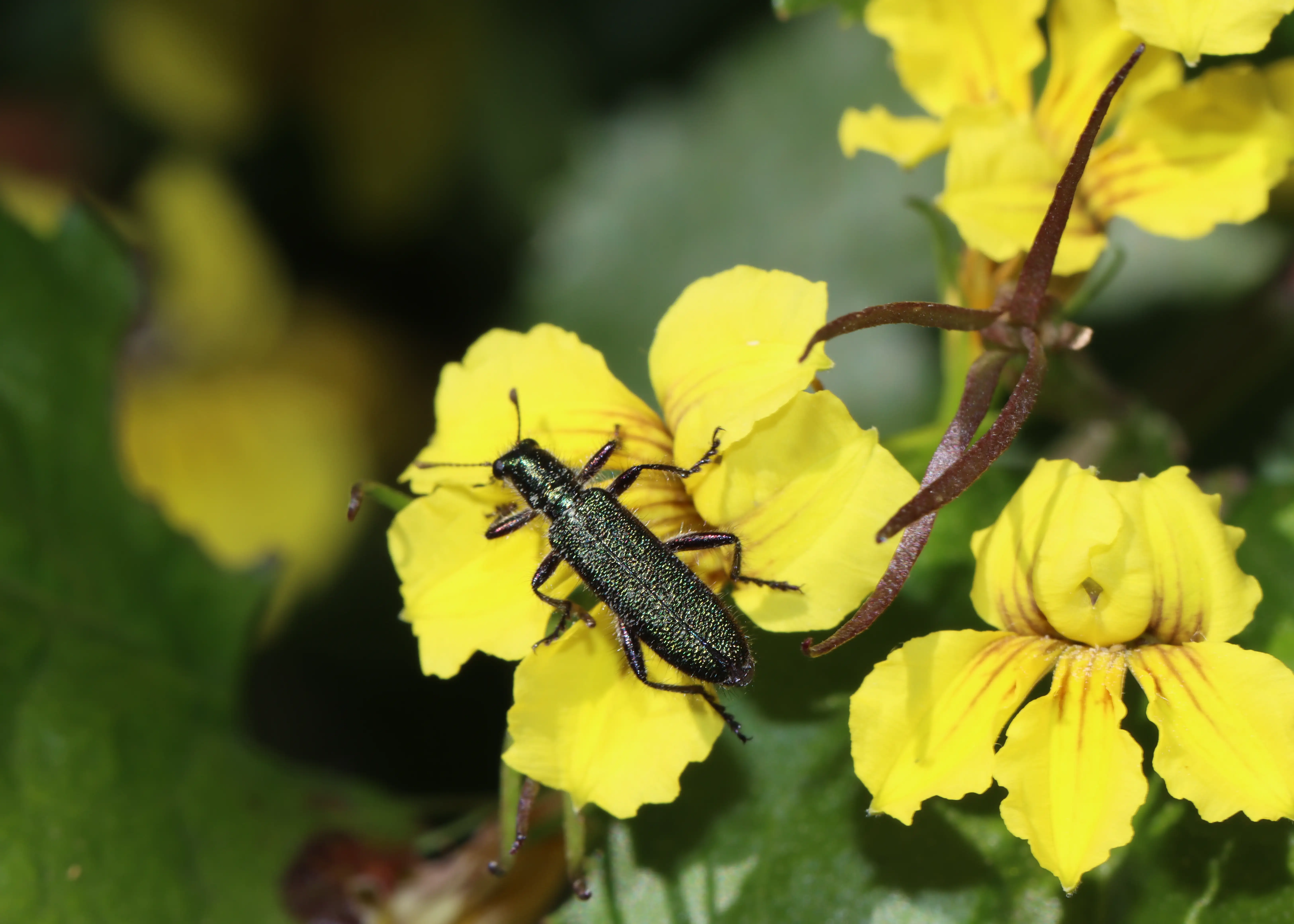 A metallic checkered beetle (Eleale sp.) hanging out on some bright yellow hop goodenia (Goodenia ovata).