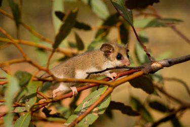 A biobank freezes Australian species for the future thumbnail image