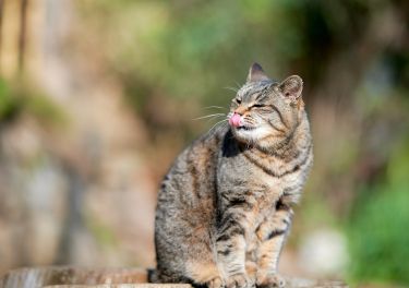 When one feral cat just isn’t another feral cat thumbnail image