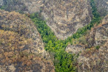 How do we protect our unique biodiversity from megafires? thumbnail image