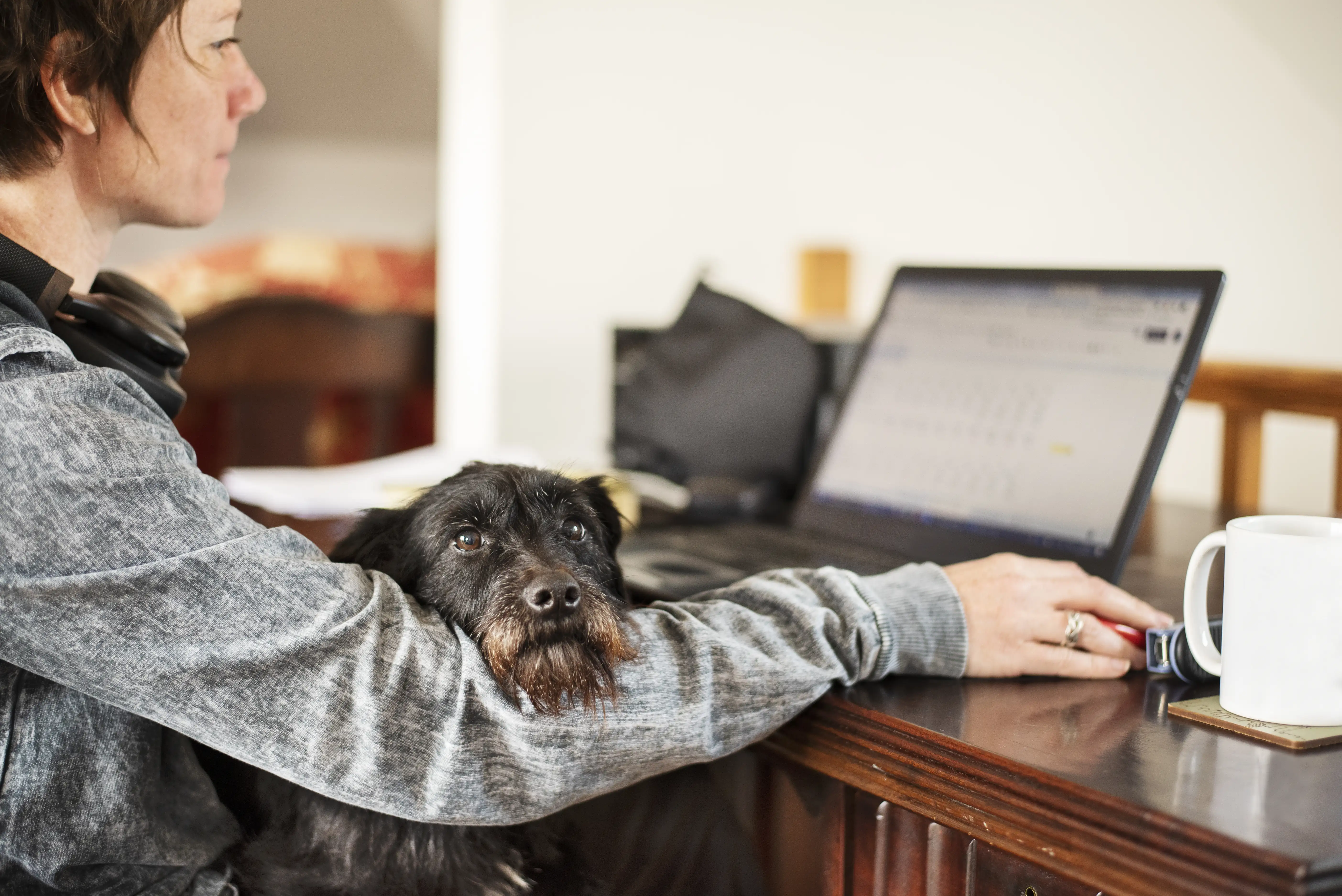 Woman using a laptop at home with her dog sitting on her lap