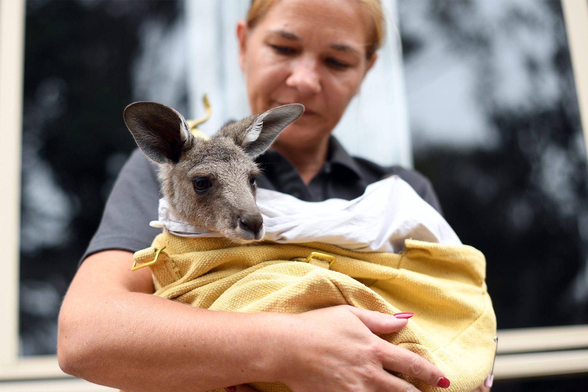 Women carrying baby kangaroo in yellow blanket